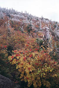 L'ours du pic sur le Sentier des cr&ecirc;tes